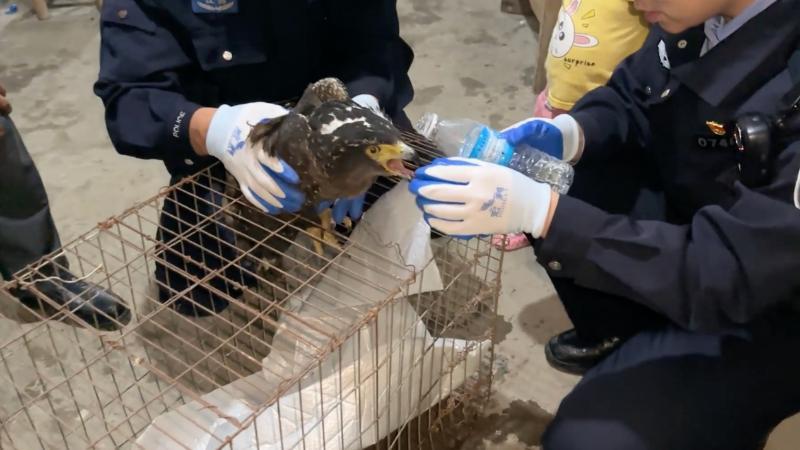 江西赣州：警民暖心接力&nbsp;救助国家二级保护动物蛇雕