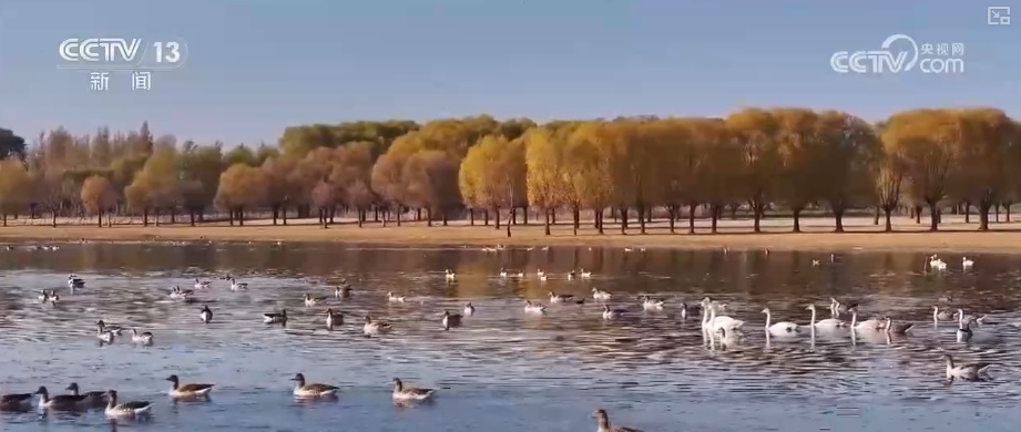 生态美让“稀客”有了安逸“冬季家园” 人与自然和谐共生美好景象频繁上演 生态美让“稀客”有了安逸“冬季家园” 人与自然和谐共生美好景象频繁上演