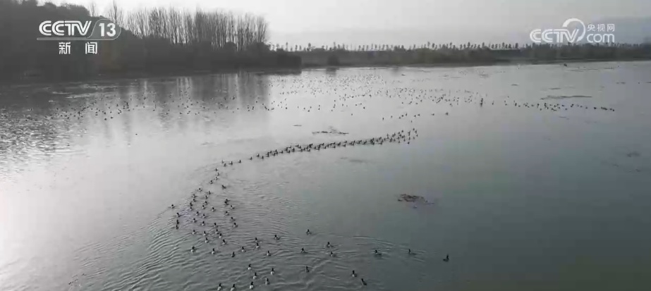 生态美让“稀客”有了安逸“冬季家园” 人与自然和谐共生美好景象频繁上演 生态美让“稀客”有了安逸“冬季家园” 人与自然和谐共生美好景象频繁上演