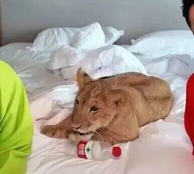 酒店推出狮子“叫早”服务，合法吗？