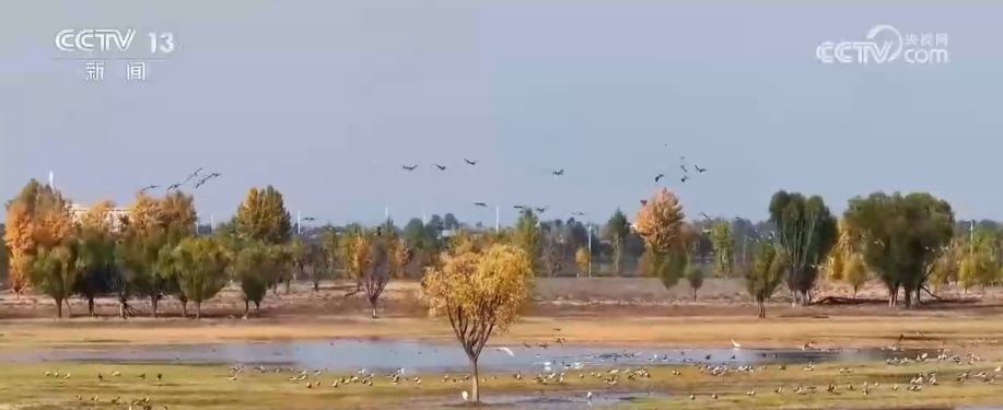 生态美让“稀客”有了安逸“冬季家园” 人与自然和谐共生美好景象频繁上演 生态美让“稀客”有了安逸“冬季家园” 人与自然和谐共生美好景象频繁上演