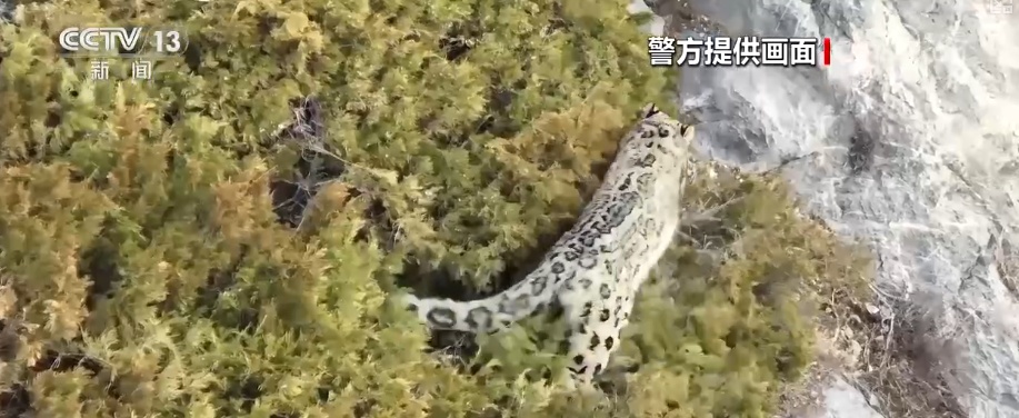 生态美让“稀客”有了安逸“冬季家园” 人与自然和谐共生美好景象频繁上演 生态美让“稀客”有了安逸“冬季家园” 人与自然和谐共生美好景象频繁上演