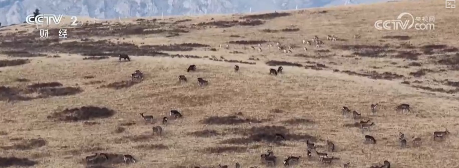 生态美让“稀客”有了安逸“冬季家园” 人与自然和谐共生美好景象频繁上演 生态美让“稀客”有了安逸“冬季家园” 人与自然和谐共生美好景象频繁上演