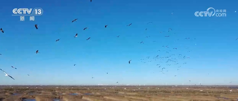 生态美让“稀客”有了安逸“冬季家园” 人与自然和谐共生美好景象频繁上演 生态美让“稀客”有了安逸“冬季家园” 人与自然和谐共生美好景象频繁上演