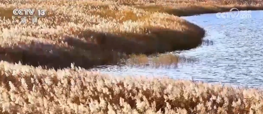 生态美让“稀客”有了安逸“冬季家园” 人与自然和谐共生美好景象频繁上演 生态美让“稀客”有了安逸“冬季家园” 人与自然和谐共生美好景象频繁上演