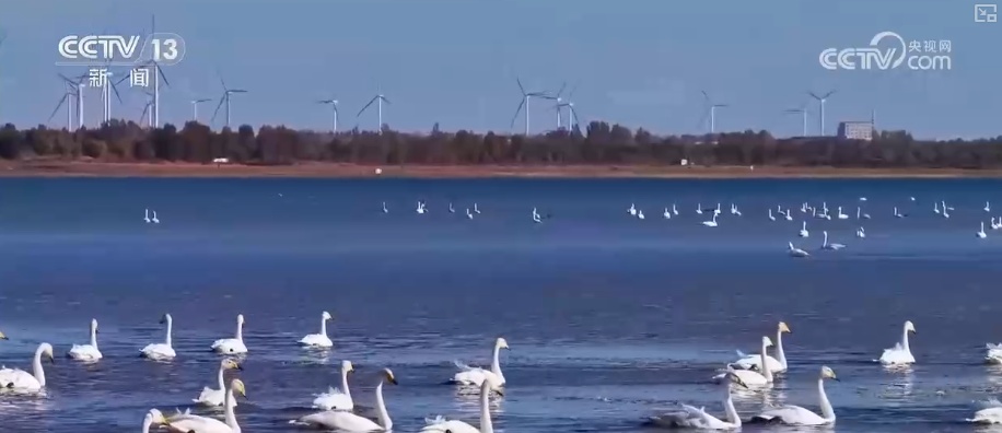 生态美让“稀客”有了安逸“冬季家园” 人与自然和谐共生美好景象频繁上演 生态美让“稀客”有了安逸“冬季家园” 人与自然和谐共生美好景象频繁上演