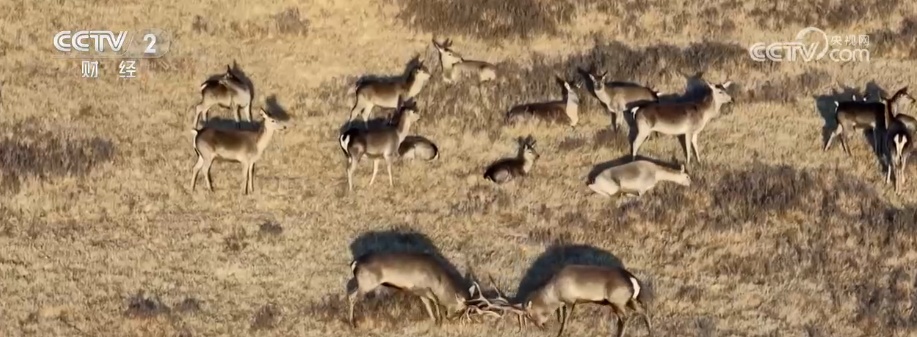 生态美让“稀客”有了安逸“冬季家园” 人与自然和谐共生美好景象频繁上演 生态美让“稀客”有了安逸“冬季家园” 人与自然和谐共生美好景象频繁上演