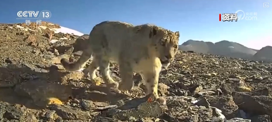 生态美让“稀客”有了安逸“冬季家园” 人与自然和谐共生美好景象频繁上演 生态美让“稀客”有了安逸“冬季家园” 人与自然和谐共生美好景象频繁上演