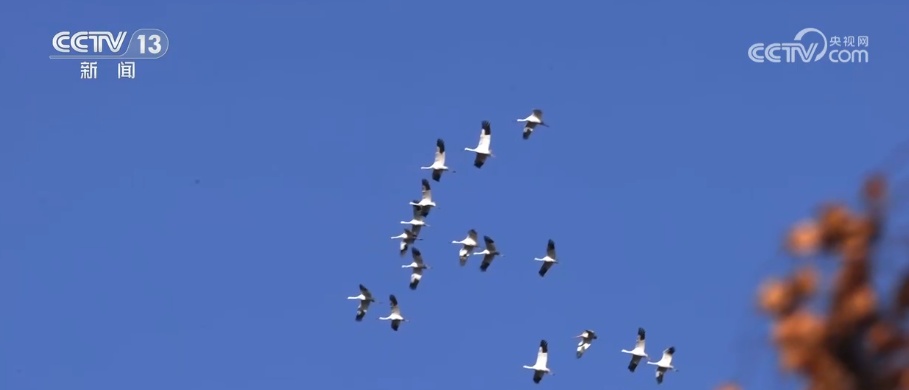 生态美让“稀客”有了安逸“冬季家园” 人与自然和谐共生美好景象频繁上演 生态美让“稀客”有了安逸“冬季家园” 人与自然和谐共生美好景象频繁上演