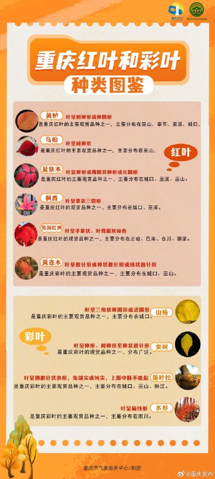 重庆红叶最佳观赏时间表出炉→