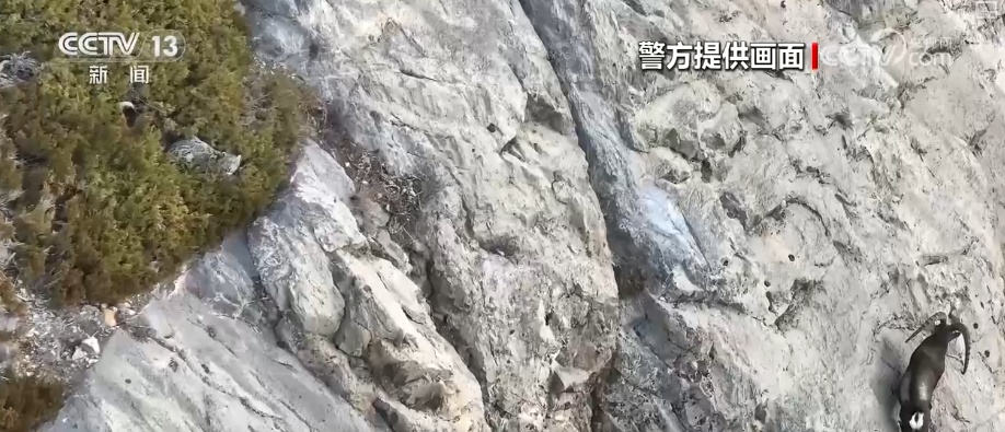 生态美让“稀客”有了安逸“冬季家园” 人与自然和谐共生美好景象频繁上演 生态美让“稀客”有了安逸“冬季家园” 人与自然和谐共生美好景象频繁上演