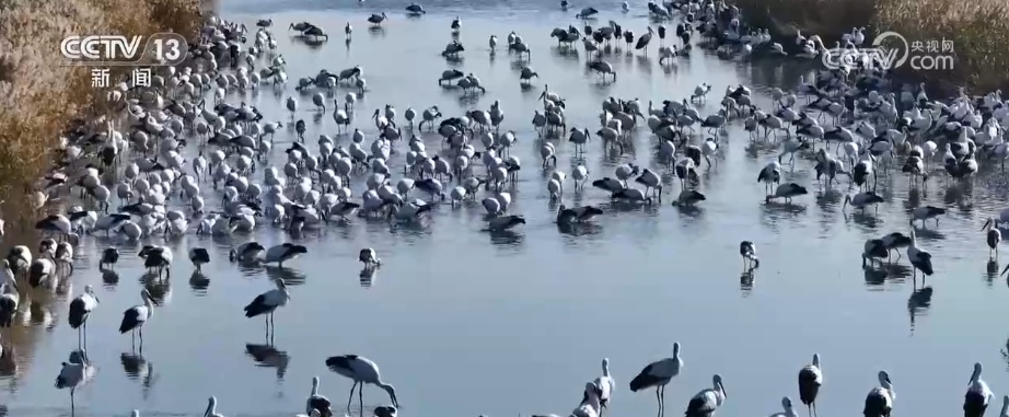 生态美让“稀客”有了安逸“冬季家园” 人与自然和谐共生美好景象频繁上演 生态美让“稀客”有了安逸“冬季家园” 人与自然和谐共生美好景象频繁上演