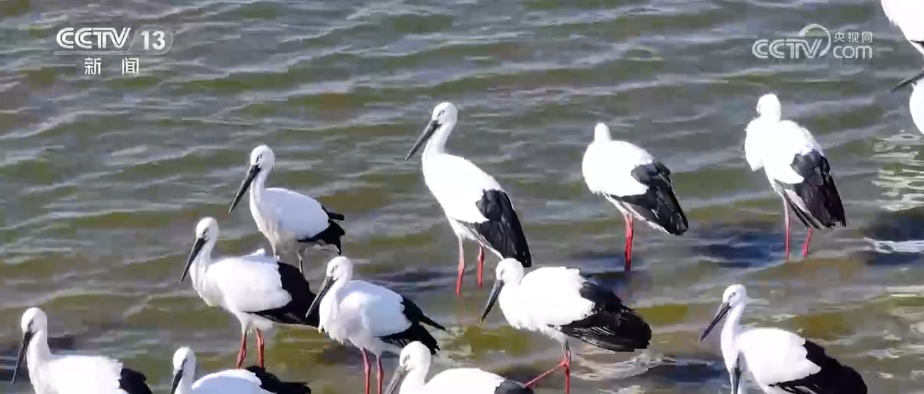 生态美让“稀客”有了安逸“冬季家园” 人与自然和谐共生美好景象频繁上演 生态美让“稀客”有了安逸“冬季家园” 人与自然和谐共生美好景象频繁上演