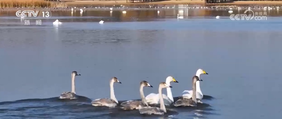 生态美让“稀客”有了安逸“冬季家园” 人与自然和谐共生美好景象频繁上演 生态美让“稀客”有了安逸“冬季家园” 人与自然和谐共生美好景象频繁上演