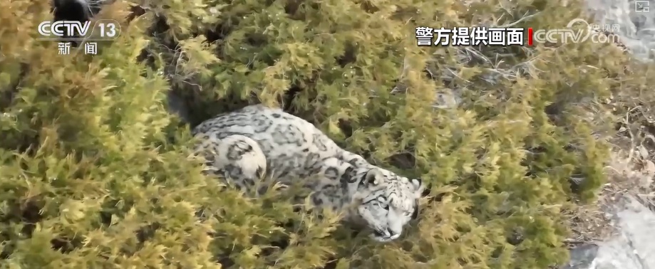 生态美让“稀客”有了安逸“冬季家园” 人与自然和谐共生美好景象频繁上演 生态美让“稀客”有了安逸“冬季家园” 人与自然和谐共生美好景象频繁上演