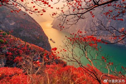 重庆红叶最佳观赏时间表出炉→