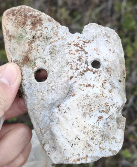 福州一男子草丛捡到新石器时期贝铲?相关博物馆:属昙石山文化时期务农工具 福州一男子草丛捡到新石器时期贝铲?相关博物馆:属昙石山文化时期务农工具