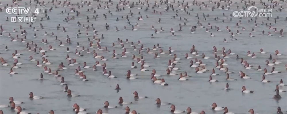 候鸟翩跹绘就壮观生态“画卷” 美丽中国建设成果丰硕