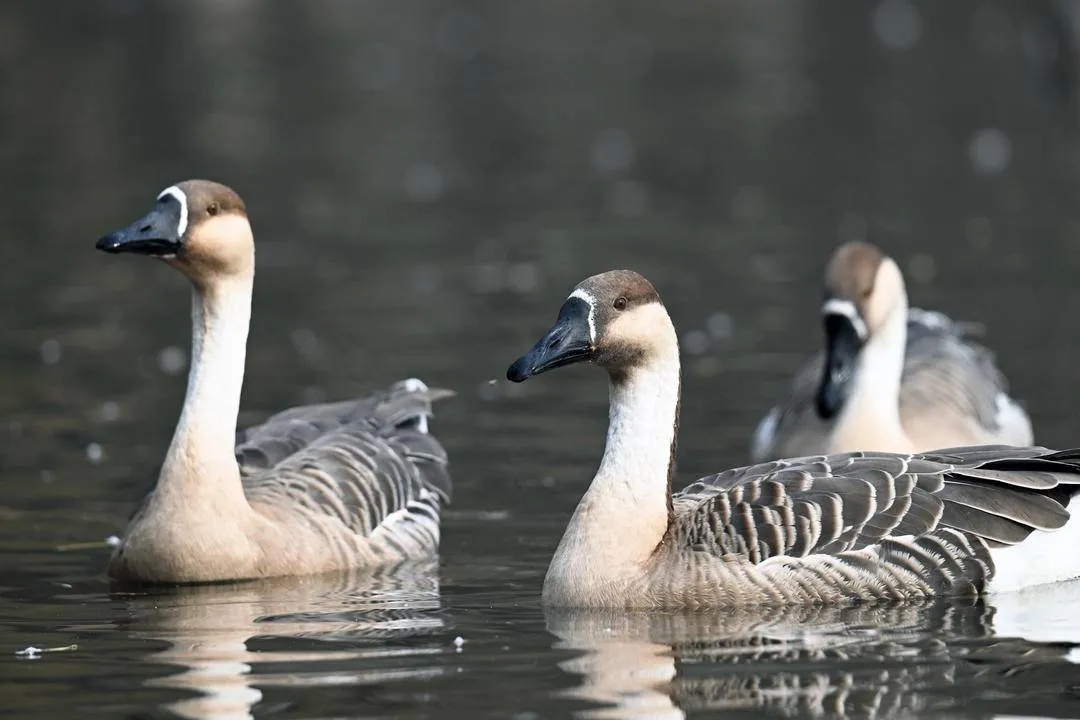浑河之上,千只鸿雁来“撒欢”!赶快去看看 浑河之上,千只鸿雁来“撒欢”!赶快去看看