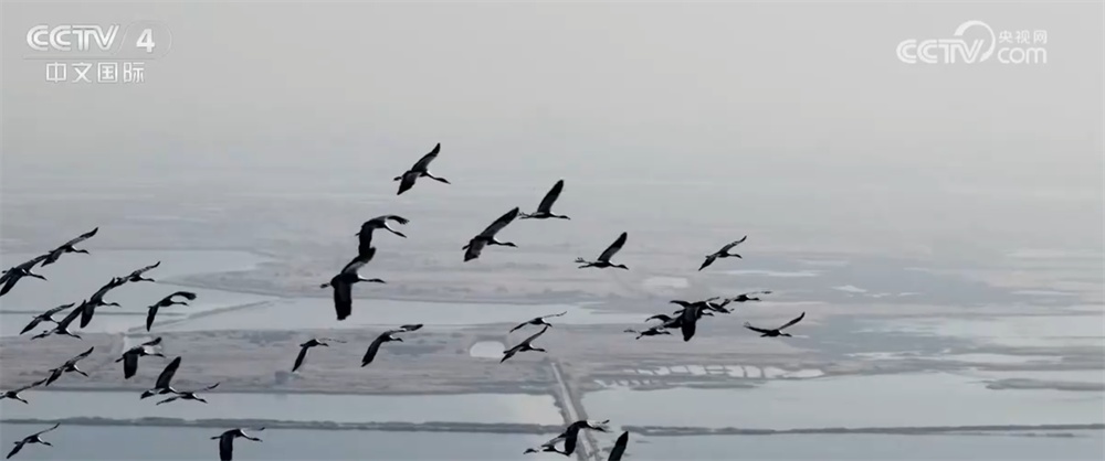 候鸟翩跹绘就壮观生态“画卷” 美丽中国建设成果丰硕