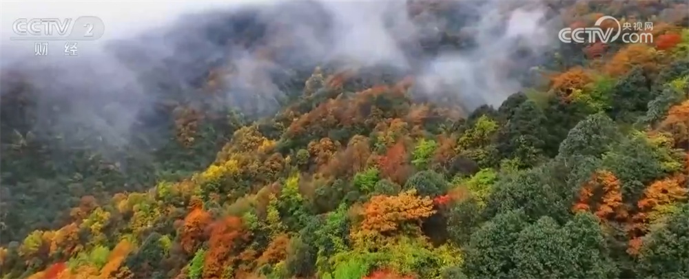 “冰雪+补贴”“彩林+温泉”“秋假+研学”齐发力 文旅市场激荡消费新活力