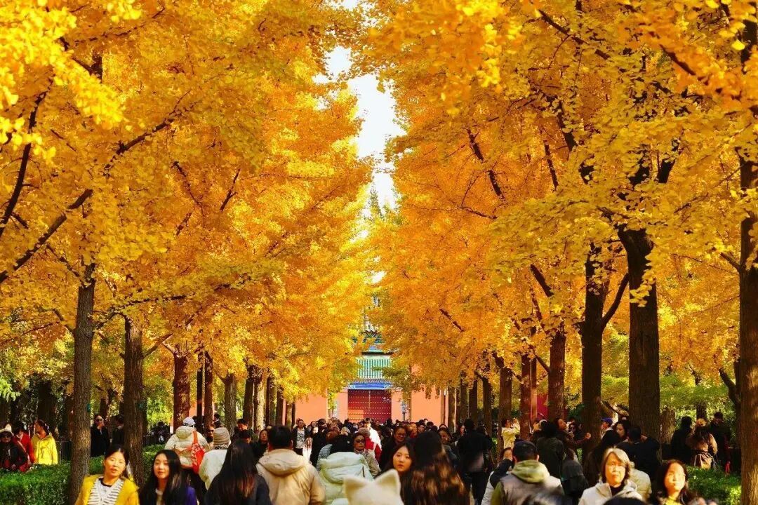 全网刷屏!我也好想拥有“银杏伞” 全网刷屏!我也好想拥有“银杏伞”