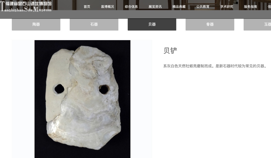 福州一男子草丛捡到新石器时期贝铲?相关博物馆:属昙石山文化时期务农工具 福州一男子草丛捡到新石器时期贝铲?相关博物馆:属昙石山文化时期务农工具