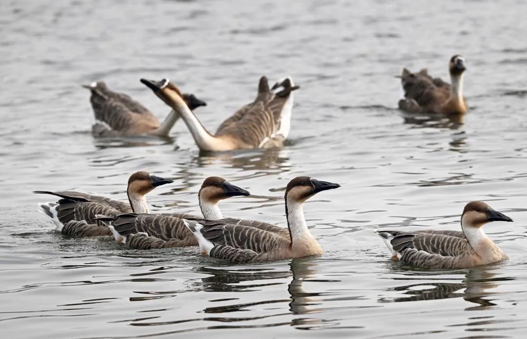 浑河之上,千只鸿雁来“撒欢”!赶快去看看 浑河之上,千只鸿雁来“撒欢”!赶快去看看