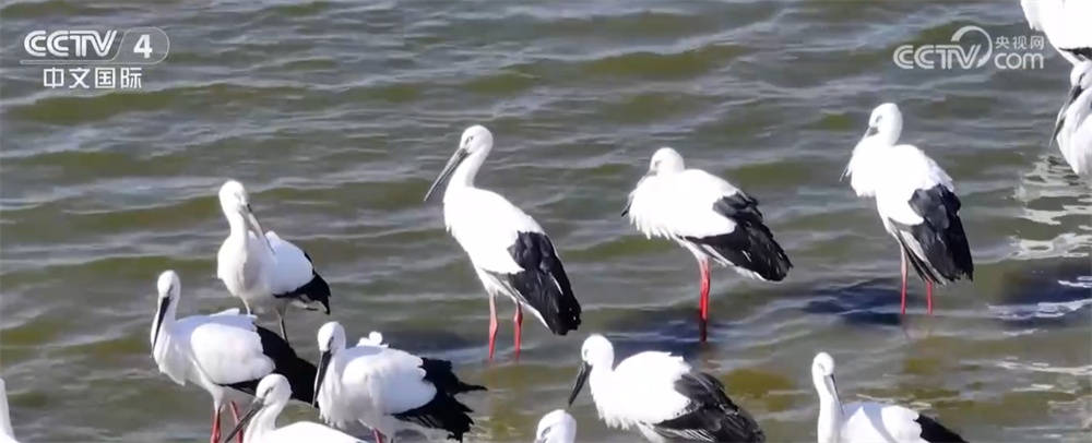 候鸟翩跹绘就壮观生态“画卷” 美丽中国建设成果丰硕
