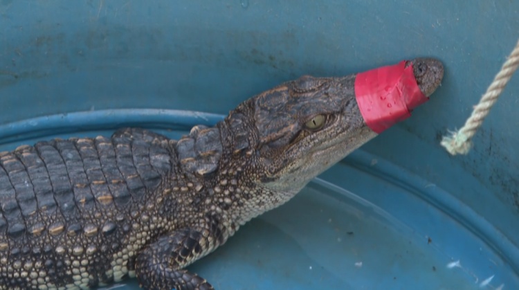 横州市郁江水域惊现鳄鱼？！确认为国家二级保护动物暹罗鳄