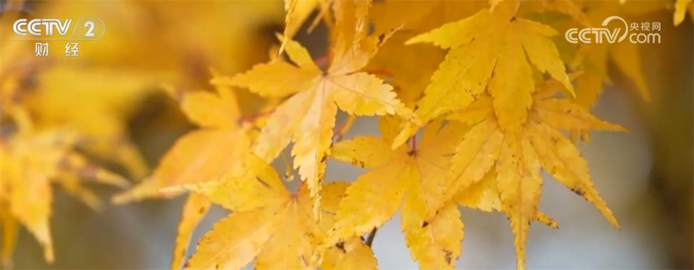 “冰雪+补贴”“彩林+温泉”“秋假+研学”齐发力 文旅市场激荡消费新活力