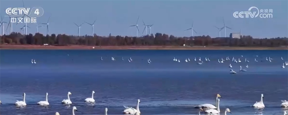 候鸟翩跹绘就壮观生态“画卷” 美丽中国建设成果丰硕