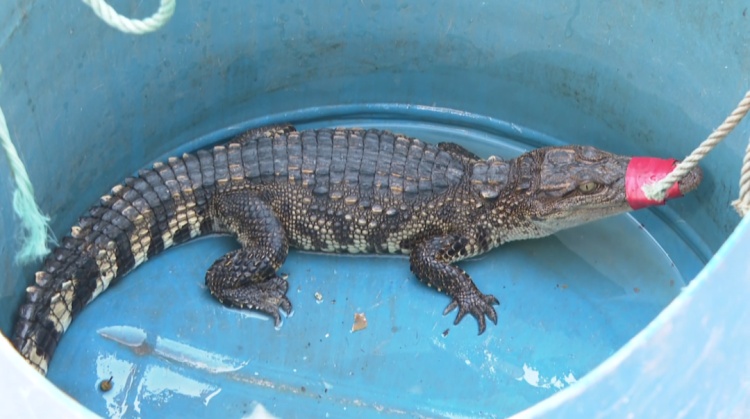 横州市郁江水域惊现鳄鱼？！确认为国家二级保护动物暹罗鳄