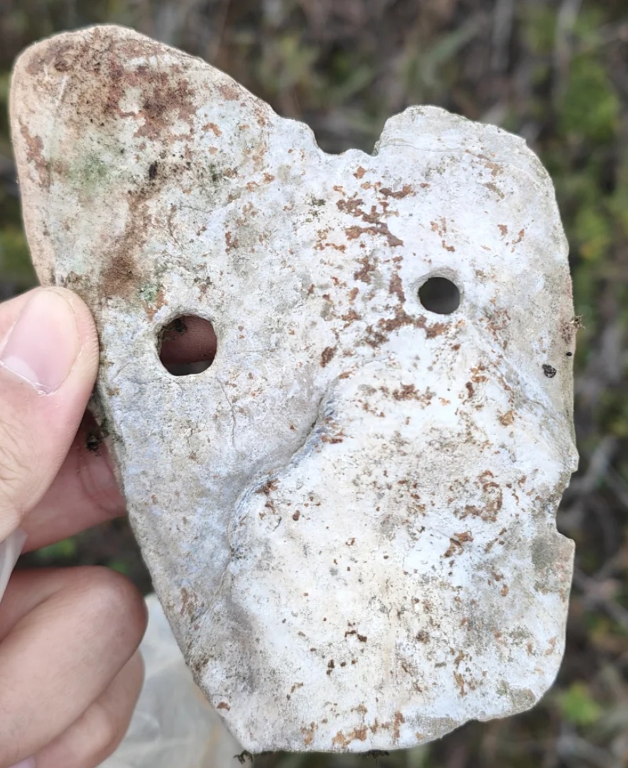 福州一男子草丛捡到新石器时期贝铲?相关博物馆:属昙石山文化时期务农工具 福州一男子草丛捡到新石器时期贝铲?相关博物馆:属昙石山文化时期务农工具