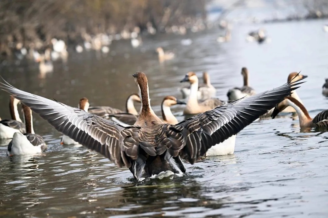 浑河之上,千只鸿雁来“撒欢”!赶快去看看 浑河之上,千只鸿雁来“撒欢”!赶快去看看