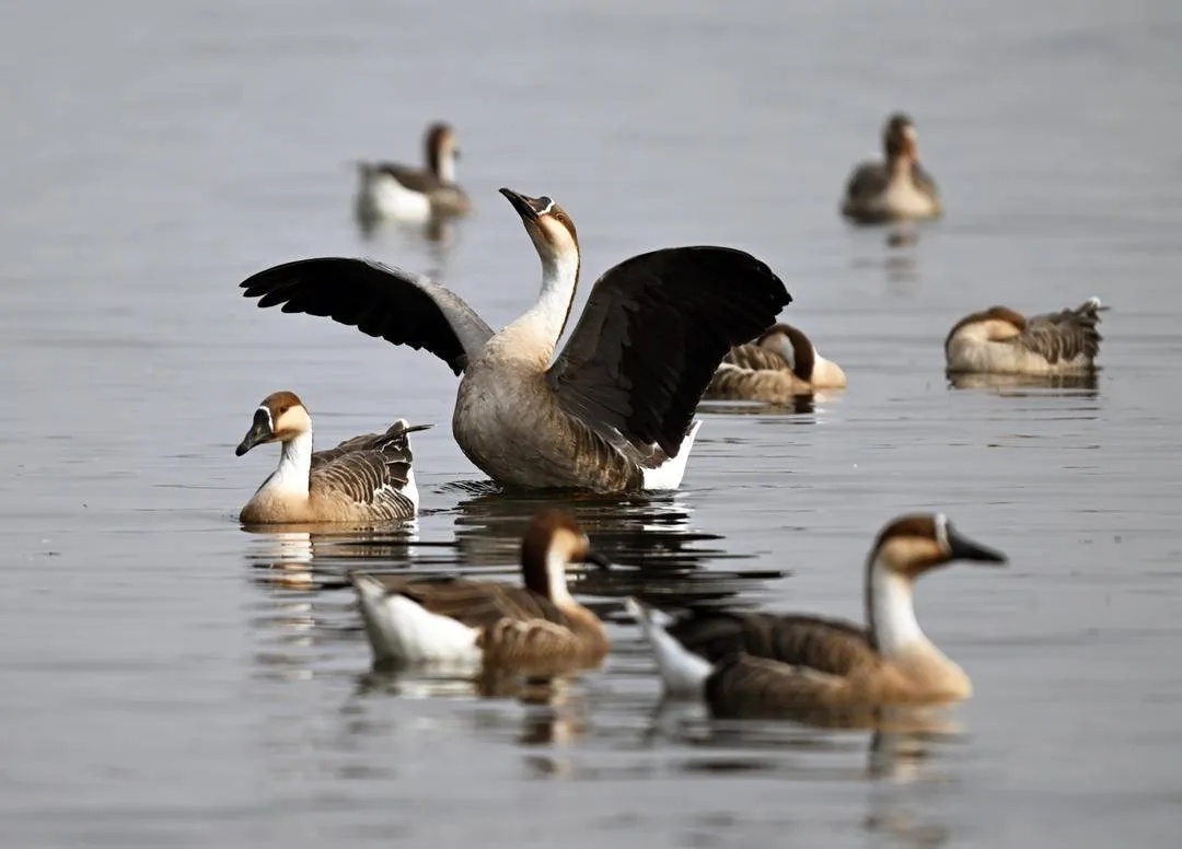 浑河之上,千只鸿雁来“撒欢”!赶快去看看 浑河之上,千只鸿雁来“撒欢”!赶快去看看