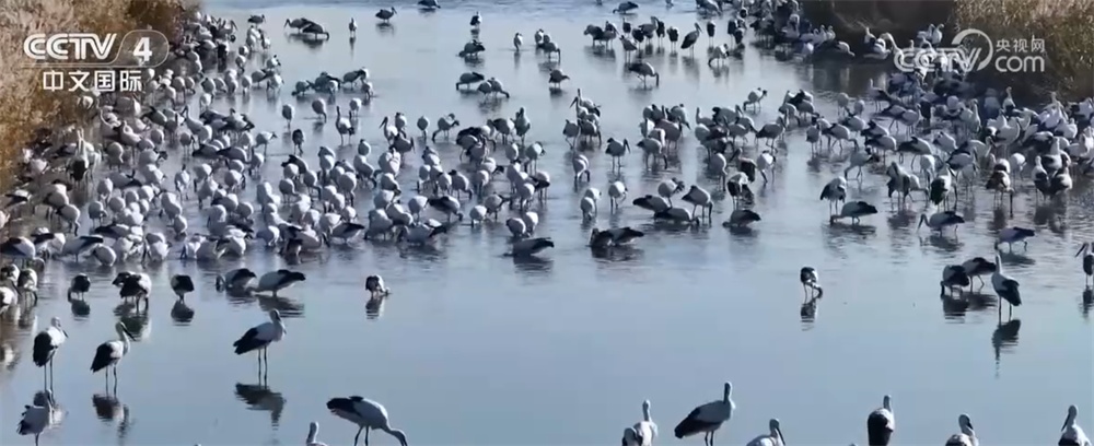 候鸟翩跹绘就壮观生态“画卷” 美丽中国建设成果丰硕
