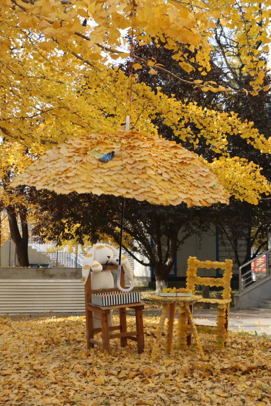 全网刷屏!我也好想拥有“银杏伞” 全网刷屏!我也好想拥有“银杏伞”