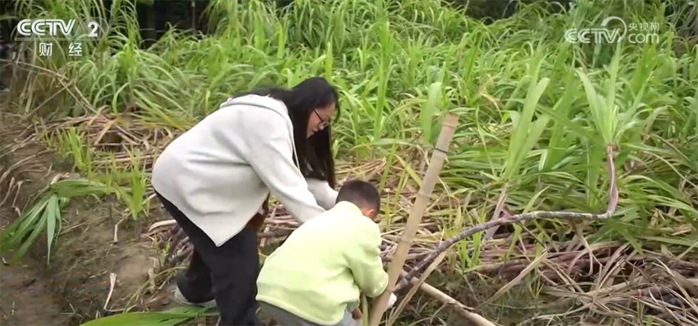“冰雪+补贴”“彩林+温泉”“秋假+研学”齐发力 文旅市场激荡消费新活力