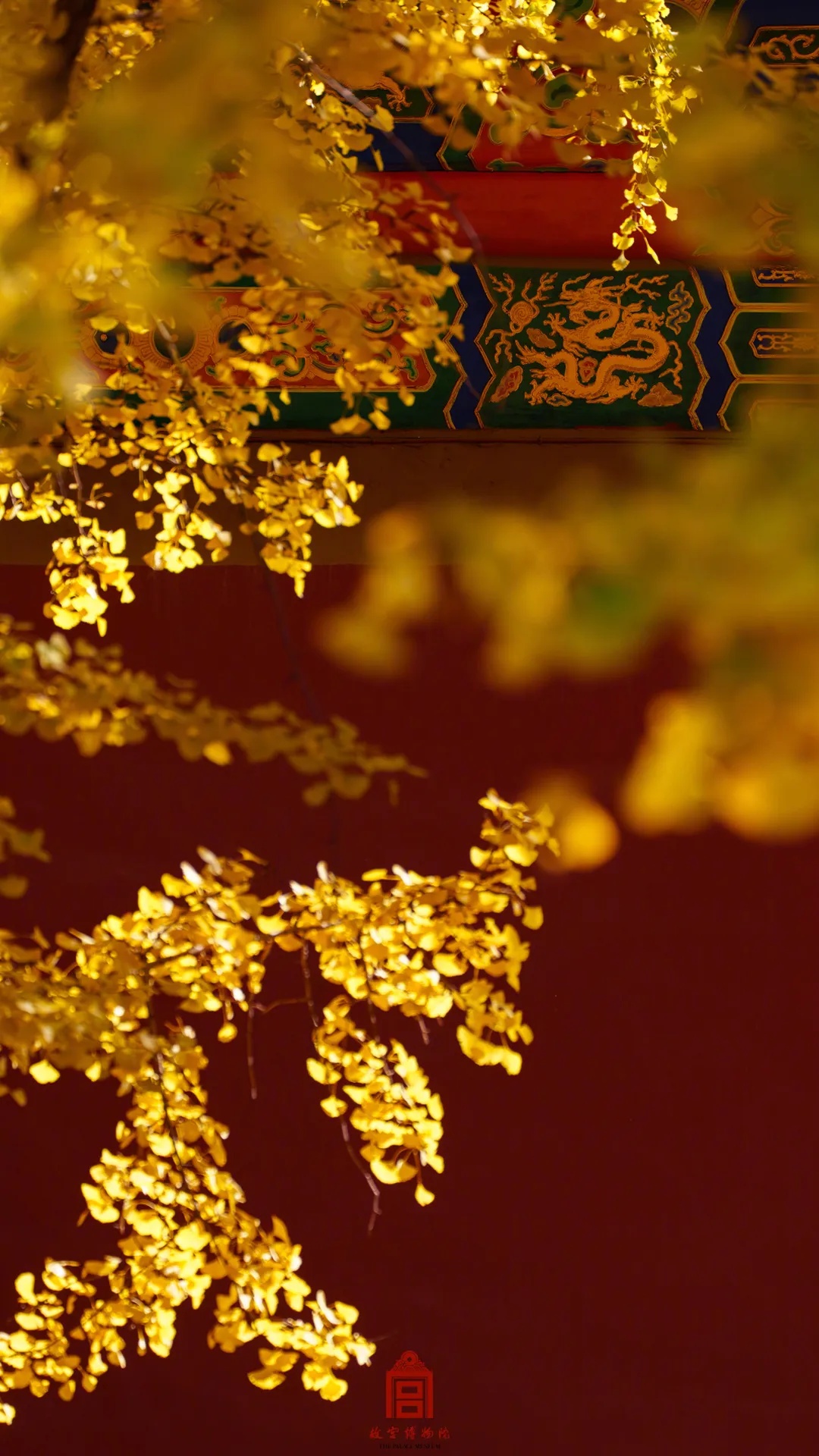 全网刷屏!我也好想拥有“银杏伞” 全网刷屏!我也好想拥有“银杏伞”