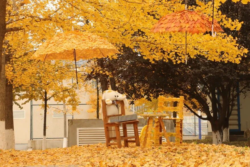 全网刷屏!我也好想拥有“银杏伞” 全网刷屏!我也好想拥有“银杏伞”