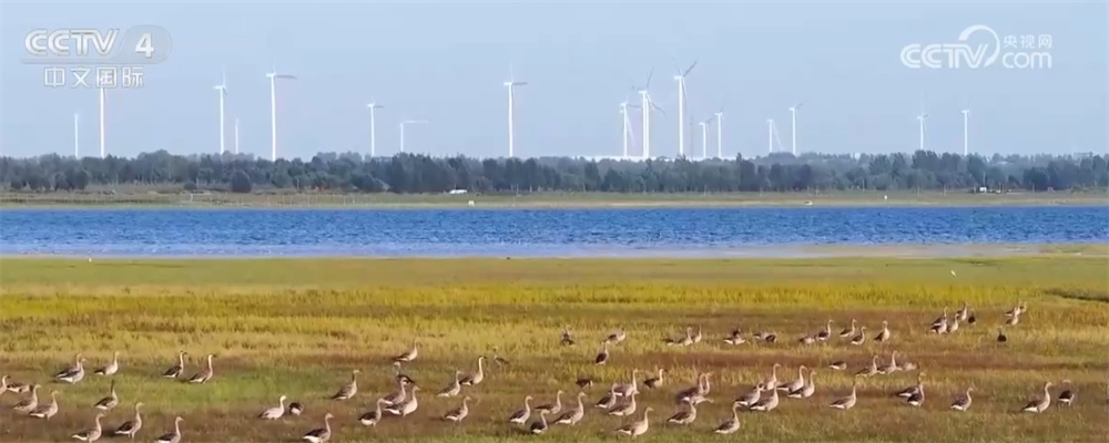 候鸟翩跹绘就壮观生态“画卷” 美丽中国建设成果丰硕