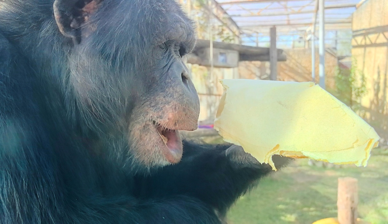 天冷了，看看动物园里的小动物们咋过冬？