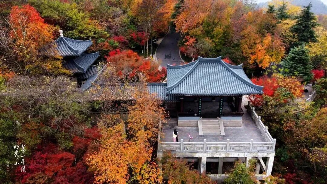 南京枫叶:我想“红”了 南京枫叶:我想“红”了