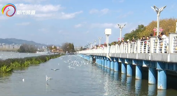 又有游客在昆明海埂大坝抓鸥拍照！警方提醒：最高可罚款500元