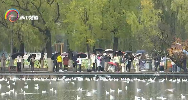 又有游客在昆明海埂大坝抓鸥拍照！警方提醒：最高可罚款500元