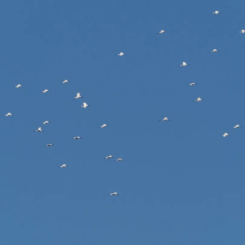 阔别40年，它重现江苏！