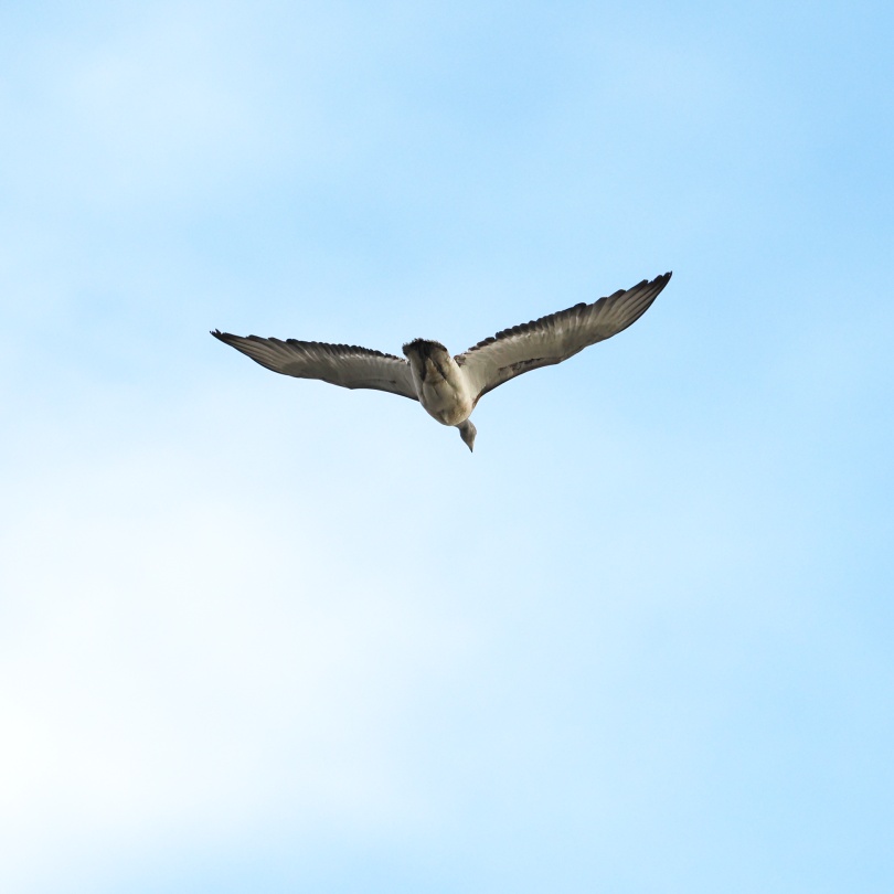 阔别40年，它重现江苏！