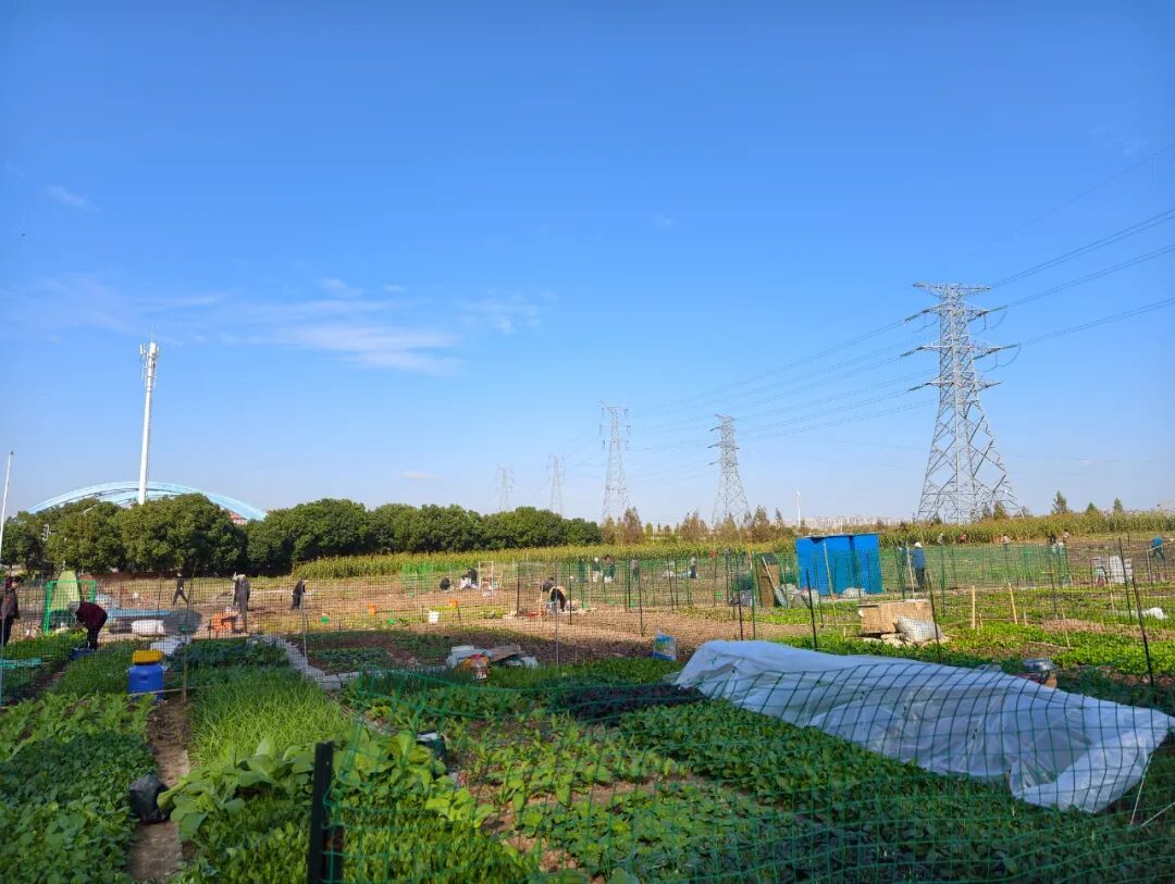 “共享菜园” 突然火了!合肥年轻人:好上头 “共享菜园” 突然火了!合肥年轻人:好上头