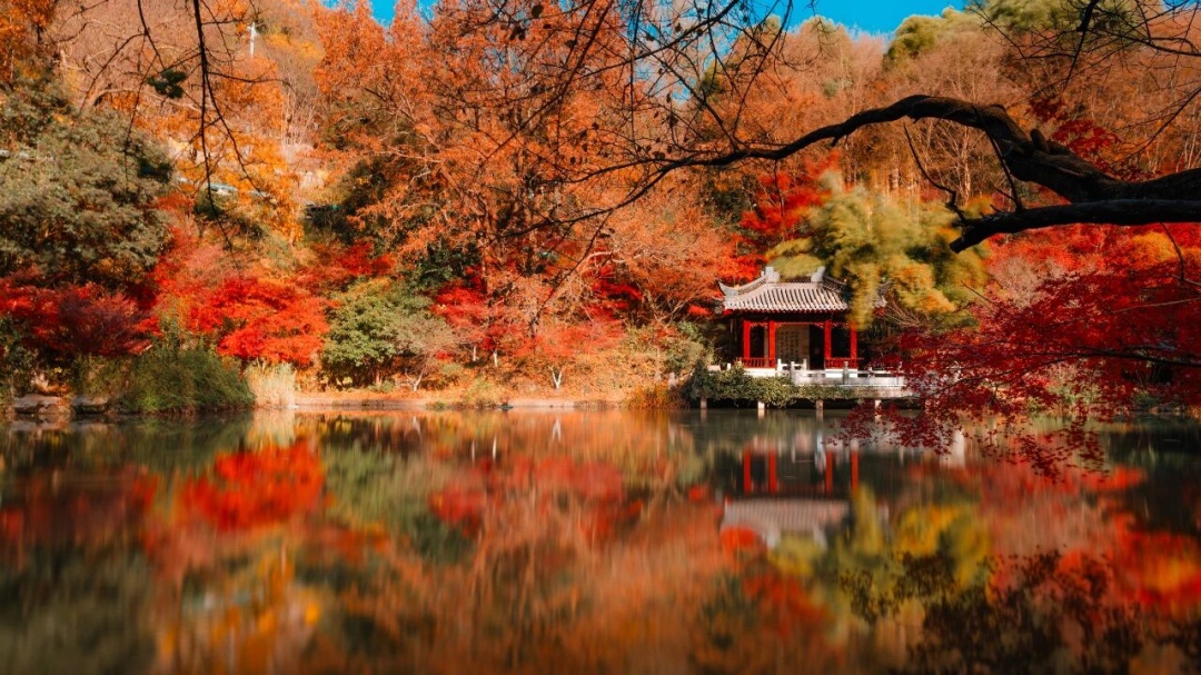 南京枫叶:我想“红”了 南京枫叶:我想“红”了